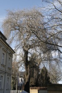 Hänge-Birke in der Händelallee