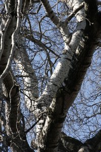 Hänge-Birke in der Händelallee