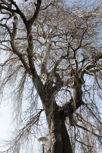 Hänge-Birke in der Händelallee