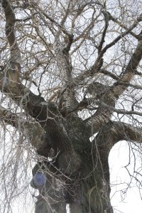 Hänge-Birke in der Händelallee