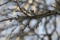 Hänge-Birke in der Händelallee