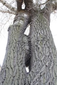 Hänge-Birke in der Händelallee