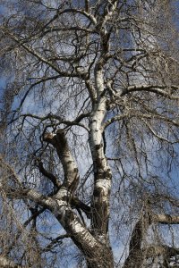 Hänge-Birke in der Händelallee