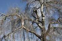 Hänge-Birke in der Händelallee